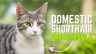 Domestic Shorthair Cats: Everything You Need to Know About Owning One | Pet Insider