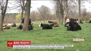 На Миколаївщині чоловік впритул застрелив двох корів на очах у дитини