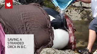 Whale rescue: Saving a stranded orca in British Columbia