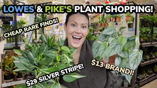 $13 Brandi! RARE Silver Stripe Philodendron! Plant Shopping @ Lowe's & Pikes - Plant Haul