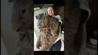 Wombats are bigger than you think