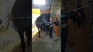 Рюнька - танцуй! #horse #животные