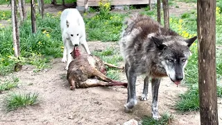 ВОЛКИ РАЗРЫВАЮТ БАРАНА 😱‼️ Бойня в Парке Волков 🐺