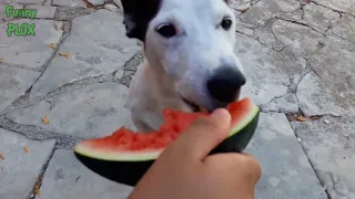 Funny Pets Going Crazy for Watermelon - Cats Dogs Animals Enjoying Summer Treats Compilati