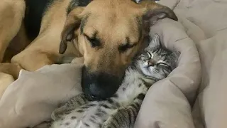 Funniest CATS and DOGS Friendships of 2024 😂 Funny ANIMALS videos