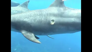 Cookie Cutter Shark Bite on Dolphin
