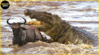 30 Moments Epic Hunting By Huge And Merciless Crocodiles