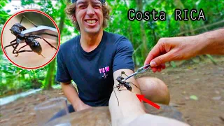 STUNG by a BULLET ANT 8 TIMES! *Worlds strongest insect sting*