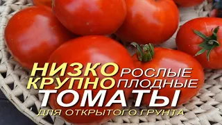 Три КЛАССНЫХ НИЗКОРОСЛЫХ КРУПНОПЛОДНЫХ томатов для ОТКРЫТОГО грунта! Советы от ЗЕЛЕНОГО ОГОРОДА!