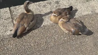 REGENTS CANAL LIMEHOUSE WALK,4K video