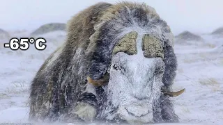 Titan of the Arctic   the Muskox  The Muskox's Incredible Struggle for Life