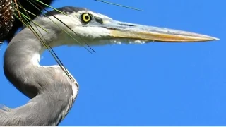 Great Blue Heron -  Close up