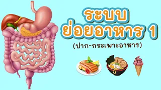 ระบบย่อยอาหาร 1/2 (ปาก-กระเพาะอาหาร)