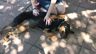 Maynard Belly Rub 1/2 - Dog n Kitty City