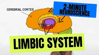 2-Minute Neuroscience: Limbic System