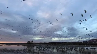 Bosque del Apache snow geese fly in.