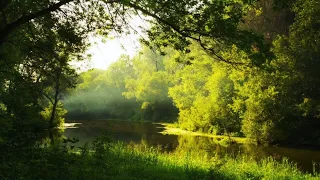 You're walking in the woods listening to Satie