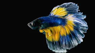 20 Rarely Known Facts about the Life of Betta Fish in the Wild || 20 Fakta Unik Ikan Cupang di Alam