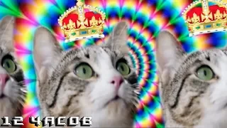 12 Часов — Секрет Энергии — Kitekat® (feat. Кот Борис)