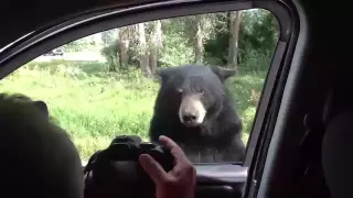 Медведь открыл дверь автомобиля