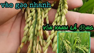 Phun thuốc gì? Giúp lúa Vào gạo chắc tới cậy #33 l Thanhdotv