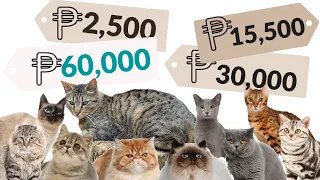 The real COST to own a CAT | Best CAT BREEDS in  the PHILIPPINES