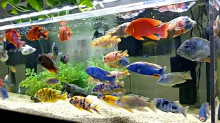 7 Beautiful African Cichlid Tank | Amazing Cichlids Varieties