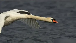 Видео для монтажа  Лебедь посадка