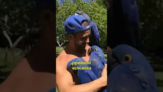 🦜Попугаи Приняли Человека за Своего🙌🏽