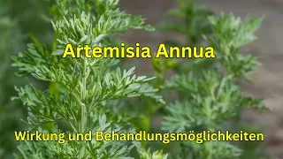 Artemisia Annua: Natürliche Heilkraft - Wirkung und Behandlungsmöglichkeiten