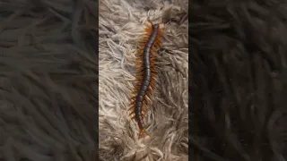 Playing  Centipede #toys #shorts #centipede #worms #viral plastic