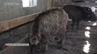 В животноводческих хозяйствах Дагестана завершается массовый отел