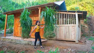 Pick bamboo shoots to soak sour bamboo shoots, grass cutting for buffalo | Free Bushcraft, Ep93