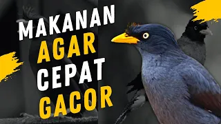 5 MAKANAN BURUNG JALAK KEBO AGAR CEPAT GACOR