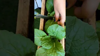 HARVEST TIME!💚 SMALL BALCONY GARDEN #shorts #balcony #pallet #garden