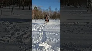 По сугробам. Пока есть такой снежок-качаем лошадок!