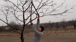 Новые игрушки для работы в саду. Секаторы.  Обрезка вишни.