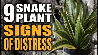 9 Snake Plants Signs Your Houseplant Is Giving You - Sansevieria Houseplant Care