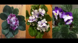 Semi Hydro Violets - Easier Than Soil