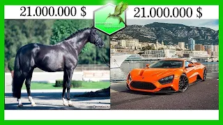 20 Most Expensive Horses of All Time