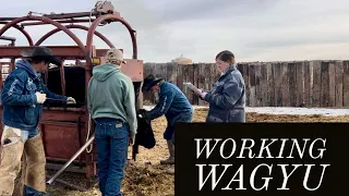 WORKING WAGYU COWS #jheartcattle #wagyu