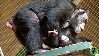 New Mum Allows Another Female To Carry Her Baby Chimp