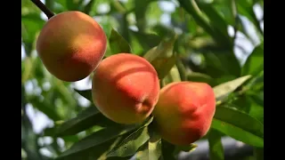 Peach Taiwan Leisure Farms Development Association  Full HD 5 Minutes