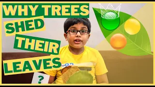 Why tree leaves turn yellow ? | Why trees shed their leaves ?