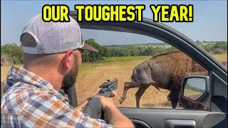 The Best and Worst of Bison Ranching! Year in Review 2023!