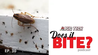 Tiny Titans: Battling German Cockroaches in Your Home - Does It Bite