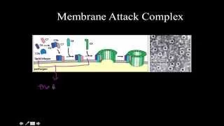 Immunology: the membrane attack complex of complement