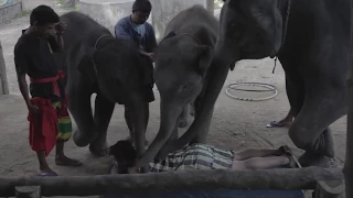 Elephant massage gone wrong