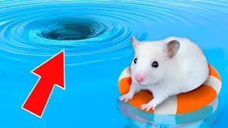 🌊 Hamster escapes from an underwater maze! 🐹