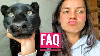 Panther Luna answers questions 🐆❓/ the leopard makes a rearrangement in the cage